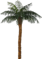 Coconut Tree.PNG